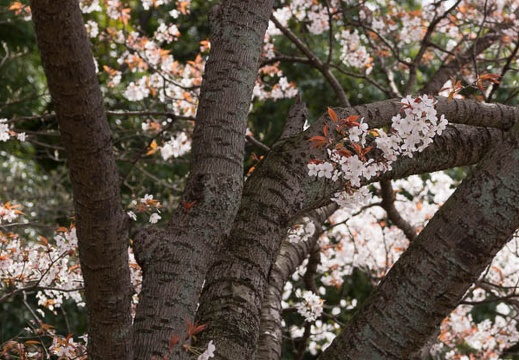 201304011125-DSC09203.jpg