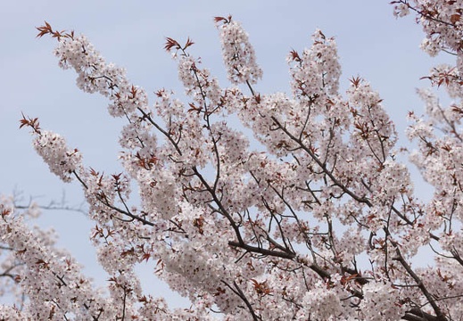 201304011126-DSC09207.jpg