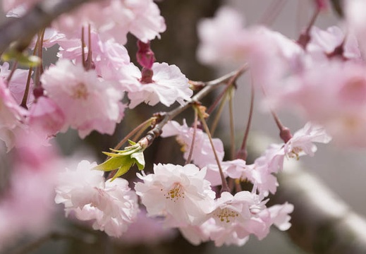 201304011130-DSC09214.jpg
