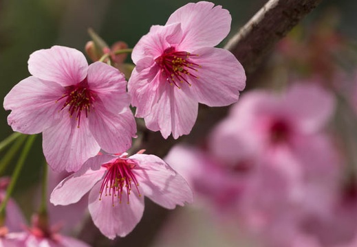 201304011144-DSC09243.jpg