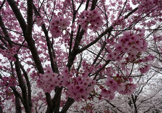 201304021309-DSC05867N.jpg