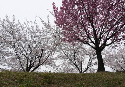 201304021312-DSC05874N.jpg