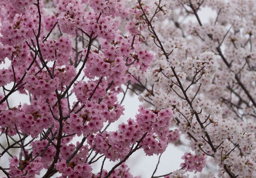 201304021327-DSC09775.jpg
