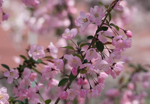 201304031305-DSC00051.jpg