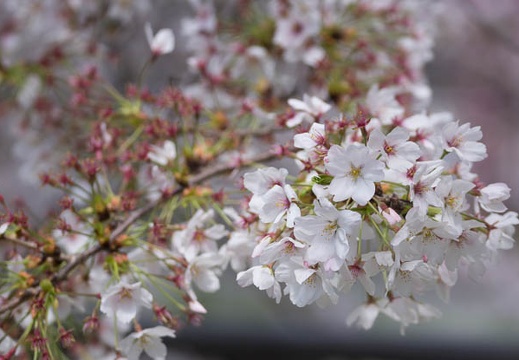 201304031306-DSC00059.jpg