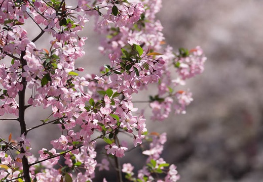 201304031339-DSC00139.jpg