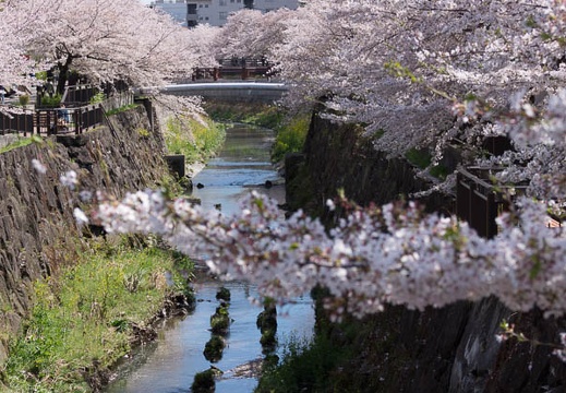 201304031346-DSC00156.jpg