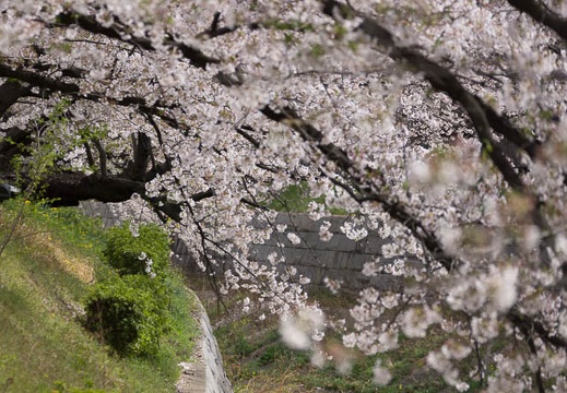 201304031413-DSC00214.jpg