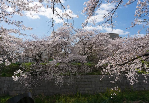 201304031418-DSC06266N.jpg