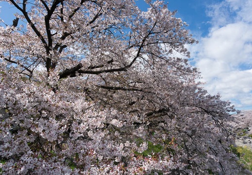201304031425-DSC06296N.jpg