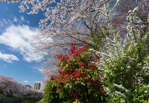 201304031435-DSC06315N.jpg