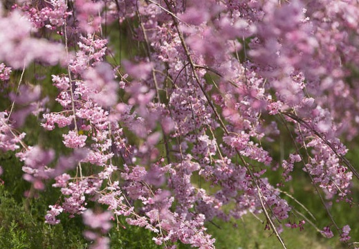 201304041110-DSC00558.jpg