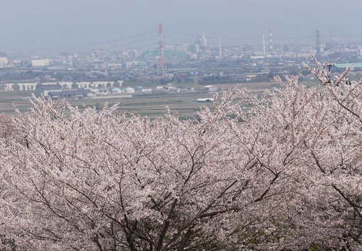 201304041129-DSC00590.jpg
