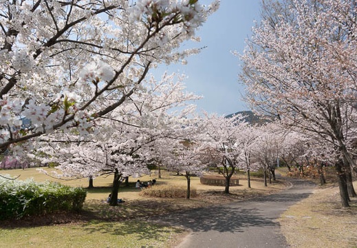 201304041130-DSC06481N.jpg