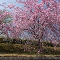 201304041138-DSC06499N.jpg