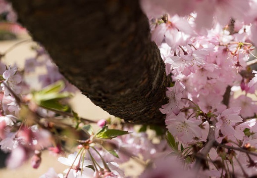 201304081028-DSC07109N.jpg