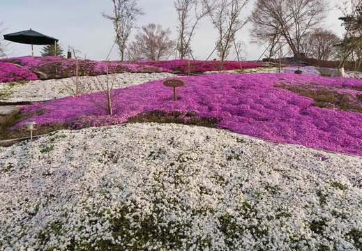 201304090632-DSC02525.jpg