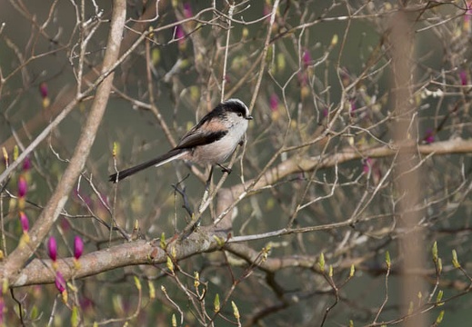 201304090813-DSC02689.jpg