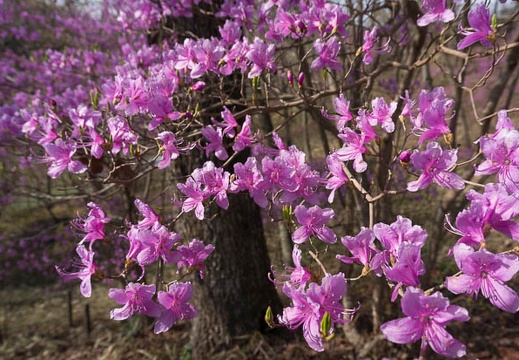 201304090823-DSC07433N.jpg