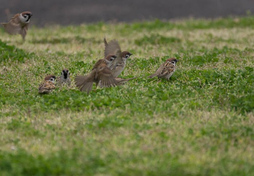 201304101216-DSC02997.jpg