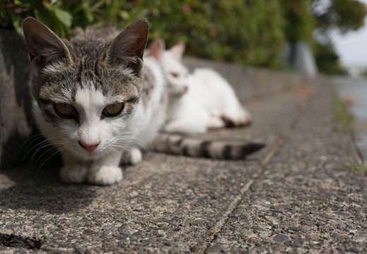 201304101240-DSC07660N.jpg