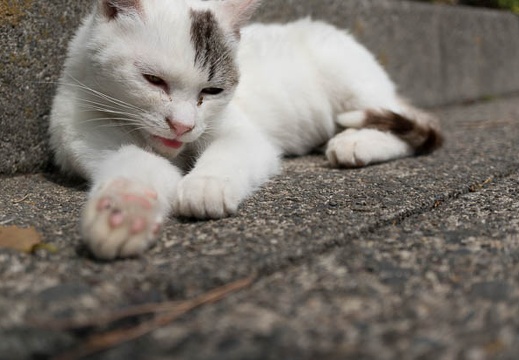 201304101242-DSC07665N.jpg