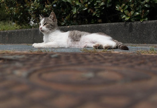 201304101243-DSC07669N.jpg