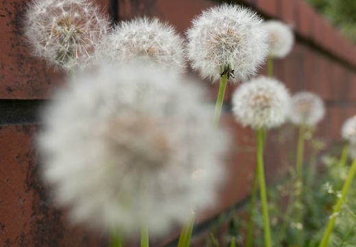 201304101253-DSC07688N.jpg