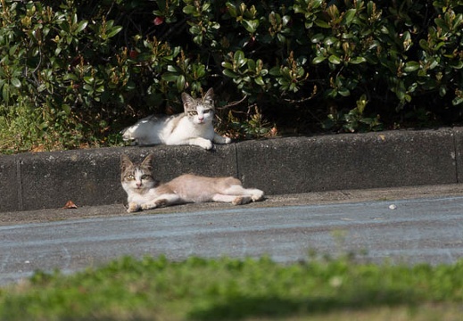 201304101440-DSC03173.jpg