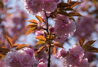 201304101509-DSC03244.jpg