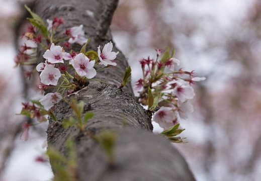 201304121052-DSC03735.jpg