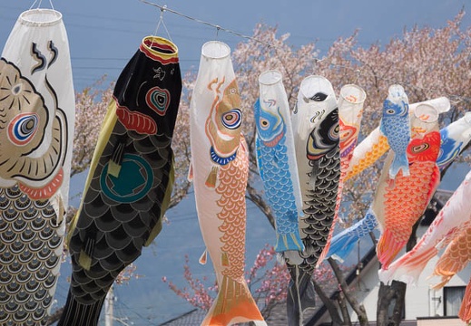 04.12 相川水辺公園の鯉のぼり一斉遊泳