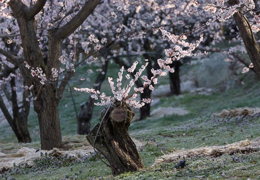 201304130736-DSC03950.jpg