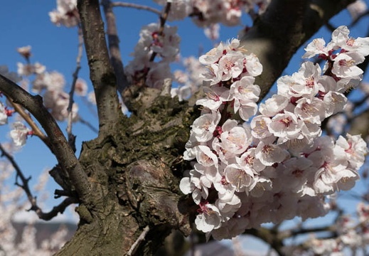 201304130807-DSC08114N.jpg