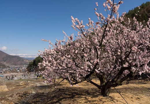 201304130819-DSC04044.jpg