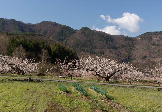 201304130827-DSC04056.jpg