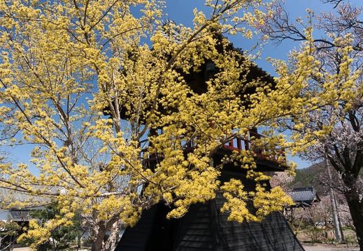 201304131042-DSC08266N.jpg