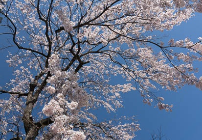 201304131421-DSC08351N.jpg