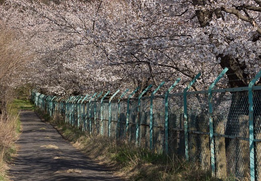201304131552-DSC04299.jpg