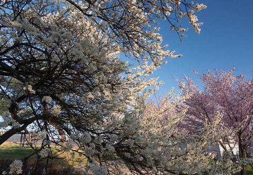 201304131727-DSC08437N.jpg