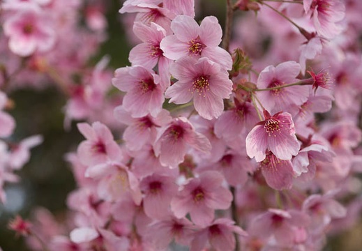 201304140707-DSC04394.jpg