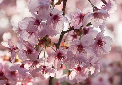 201304140710-DSC04403.jpg