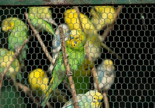 201304140732-DSC04418.jpg