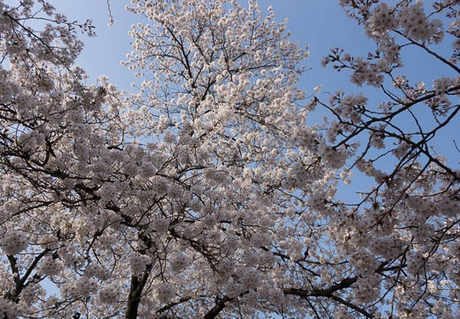 201304140735-DSC04424.jpg
