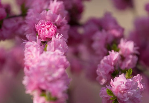 201304140819-DSC04476.jpg