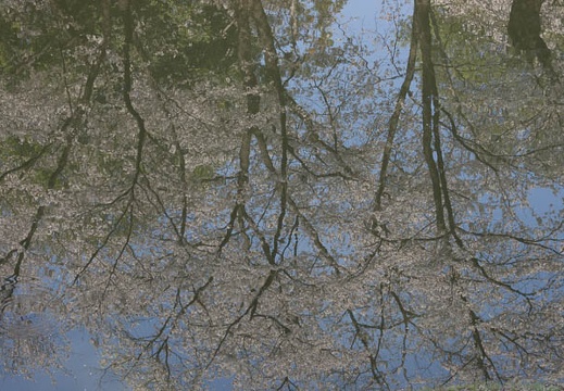 201304140831-DSC04491.jpg
