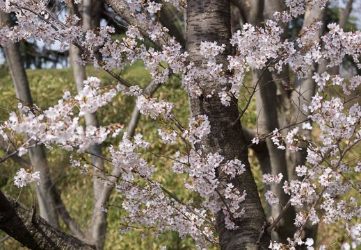 201304140901-DSC04509.jpg