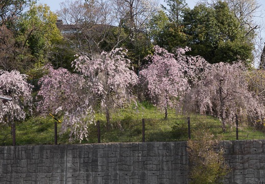 201304140909-DSC04512.jpg