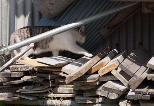 201304141014-DSC04546.jpg