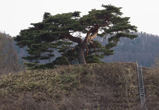 201304141709-DSC04795.jpg